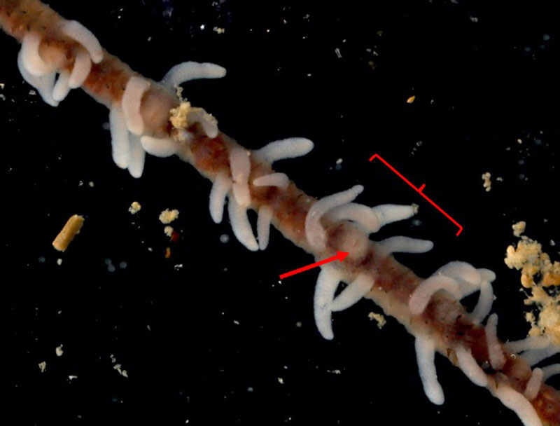 Close up of a sample of the black coral, Antipatharia, highlighting mouth (arrow) and the three pairs of tentacles (brackets). Collected during the Illuminating Biodiversity in Deep Waters of Puerto Rico 2022 expedition.