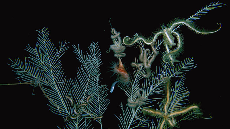 Callogorgia sp. coral seen creating habitat for numerous other species, including brittle stars, fish, snails, a flytrap anemone, and chyrostylid crabs during a dive as part of the Illuminating Biodiversity in Deep Waters of Puerto Rico 2022 expedition.