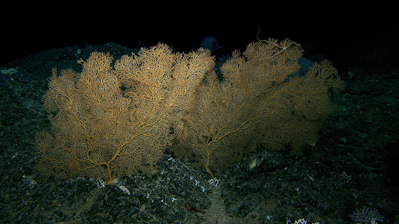  Large coral fans, like this Nicella sp., create habitat for other deep-sea animals, like the brittle star observed during a the Illuminating Biodiversity in Deep Waters of Puerto Rico 2022 expedition dive. By getting up off the bottom, the brittle star can capture small food items floating by in the current.