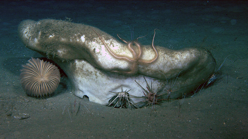 This large demosponge was seen providing habitat for brittle stars and shrimp and food for some cidaroid urchins during an Illuminating Biodiversity in Deep Waters of Puerto Rico 2022 expedition dive. 