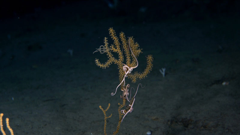This yellow Acanthogorgia sp. octocoral was observed hosting several brittle stars during the Illuminating Biodiversity in Deep Waters of Puerto Rico 2022 expedition.
