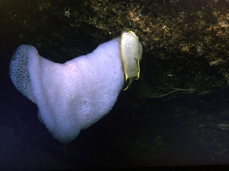 Glass sponge with an egg case most likely from a catshark found during Dive 4 of the Illuminating Biodiversity in Deep Waters of Puerto Rico 2022 expedition.  Catsharks use corals and sponges to lay their eggs, keeping them off the sedimented bottom.