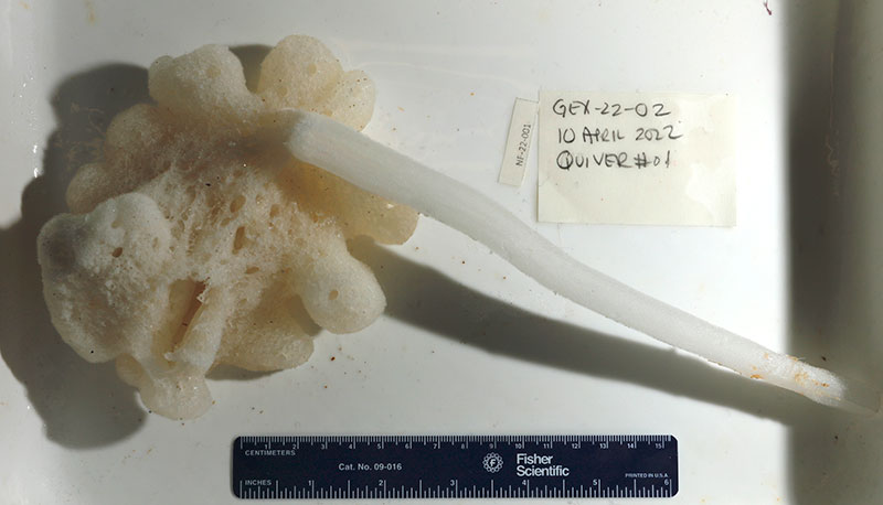 Beautiful stalked glass sponge from the subfamily Bolosominae (see the stalked glass sponge of the subfamily Bolosominae that was seen and collected during Dive 2 at Whiting Bank). The specimen was subsampled during the Illuminating Biodiversity in Deep Waters of Puerto Rico 2022 expedition for genetic characterization and will be sent to the Smithsonian National Museum of Natural History where it can be further studied for taxonomic and systematics research.