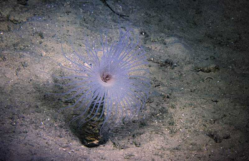 Large white tube anemone on the heavily sedimented seafloor seen during the Illuminating Biodiversity in Deep Waters of Puerto Rico 2022 expedition. The tubes of these organisms can extend deep into the sediment (perhaps twice as long as the part above the sediment), providing them a place to escape and making them difficult to sample.