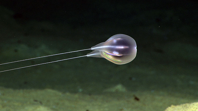 Exploring the midwater can yield new discoveries, such as this newly described ctenophore by Illuminating Biodiversity in Deep Waters of Puerto Rico expedition co-principal investigator Allen Collins. Other organisms such as jellyfish, cephalopods, and siphonophores are often seen during midwater explorations.