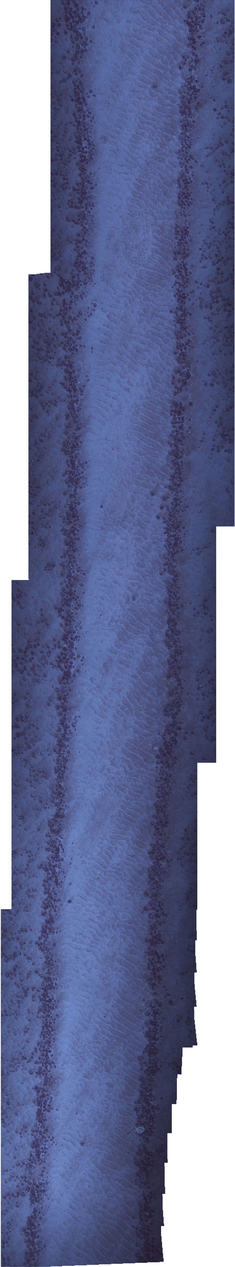 Seafloor disturbance is evident in this photomosaic, which represents a section of seafloor about 8-by-26 meters (26-by-85 feet) in size. It’s a fraction of the many kilometers of disturbance observed during 2022’s Investigation of a Historic Seabed Mining Equipment Test Site on the Blake Plateau.