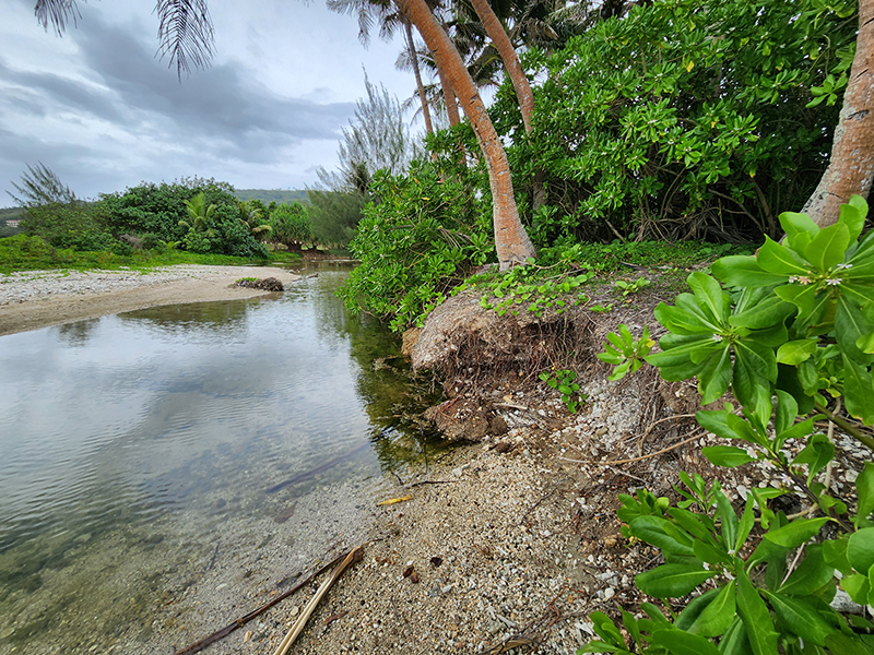 Photographs of an area along the Asan River immediately before Typhoon Mawar (left) and after (right). The storm resulted in substantial bank erosion and removal of much of the existing vegetation.