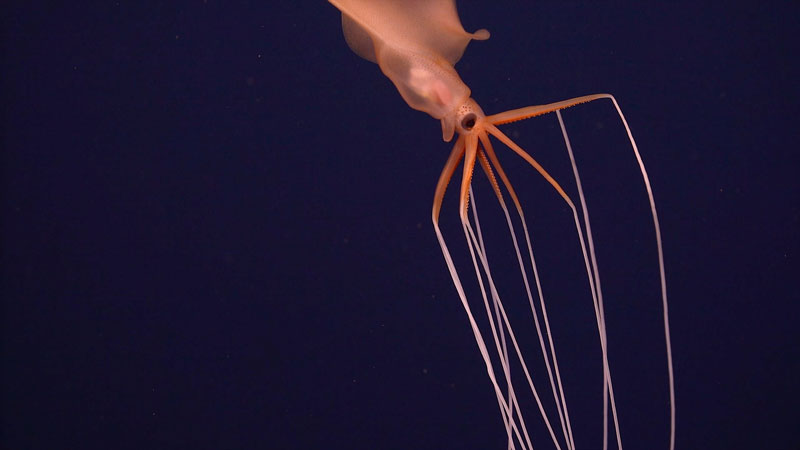 A rare sighting of a bigfin squid (Magnapinna sp.) at a depth of approximately 2,000 meters (6,562 feet) during the In Search of Lost Hydrothermal Cities expedition.
