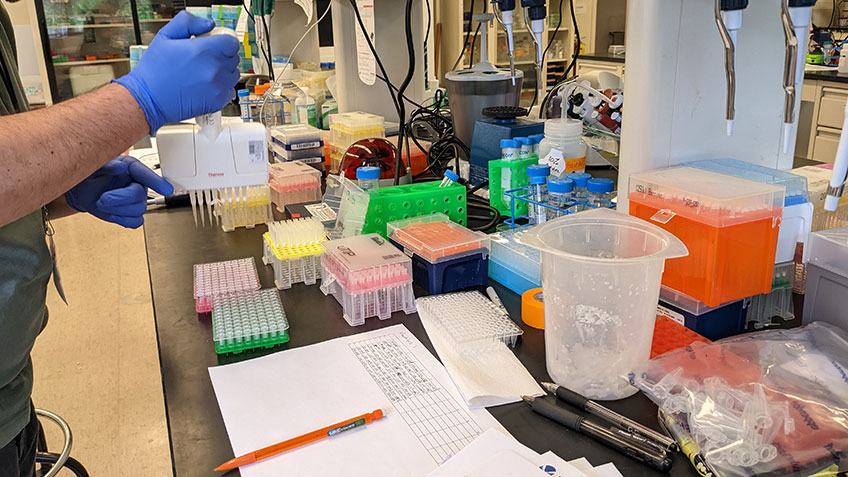 Transferring freshly extracted deep-sea coral DNA from species collected in Pacific Remote Islands Marine National Monument during genome skimming library preparation in February 2023.