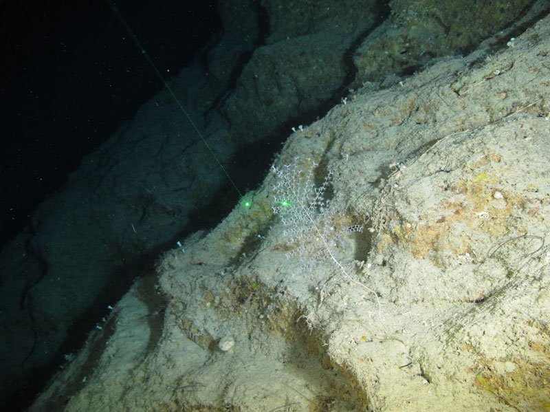 An unidentified sponge hanging from the underside of a rocky outcrop on a vertical wall during the last remotely operated vehicle dive of the expedition.