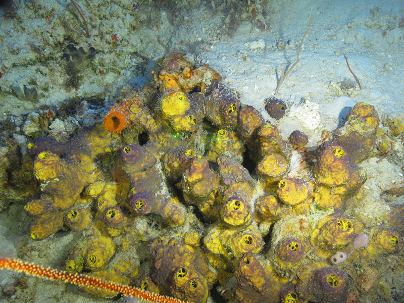 A yellow tube sponge seen off western Puerto Rico at a depth of 76 meters (249 feet) during Exploration of Deepwater Habitats off Puerto Rico and the U.S. Virgin Islands for Biotechnology Potential.