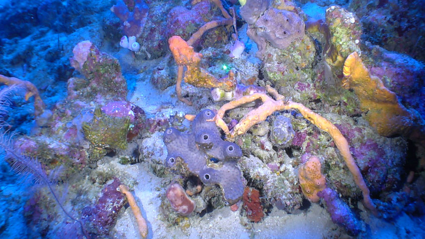A very rich site with orange, purple, and pink sponges seen off southern Puerto Rico at a depth of 89 meters (292 feet) during Exploration of Deepwater Habitats off Puerto Rico and the U.S. Virgin Islands for Biotechnology Potential.