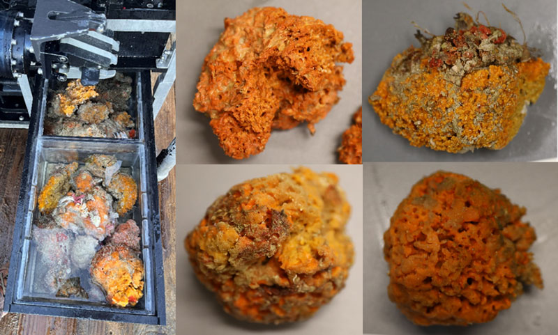 A selection of orange sponges collected during the search for Raspaillidae — a target sponge that contains an antiparasitic compound — during Exploration of Deepwater Habitats off Puerto Rico and the U.S. Virgin Islands for Biotechnology Potential.