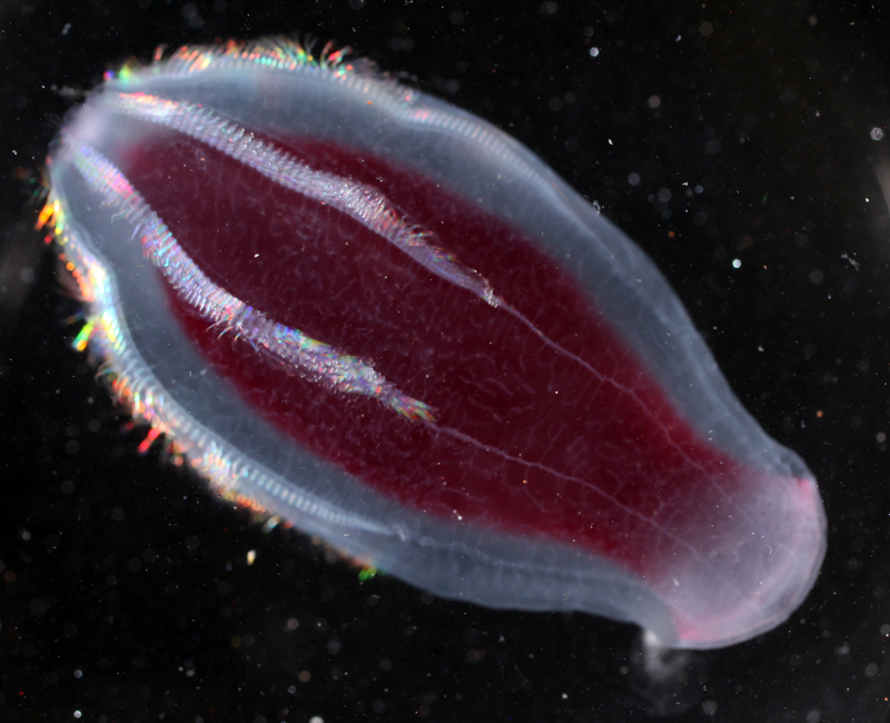 Ctenophore