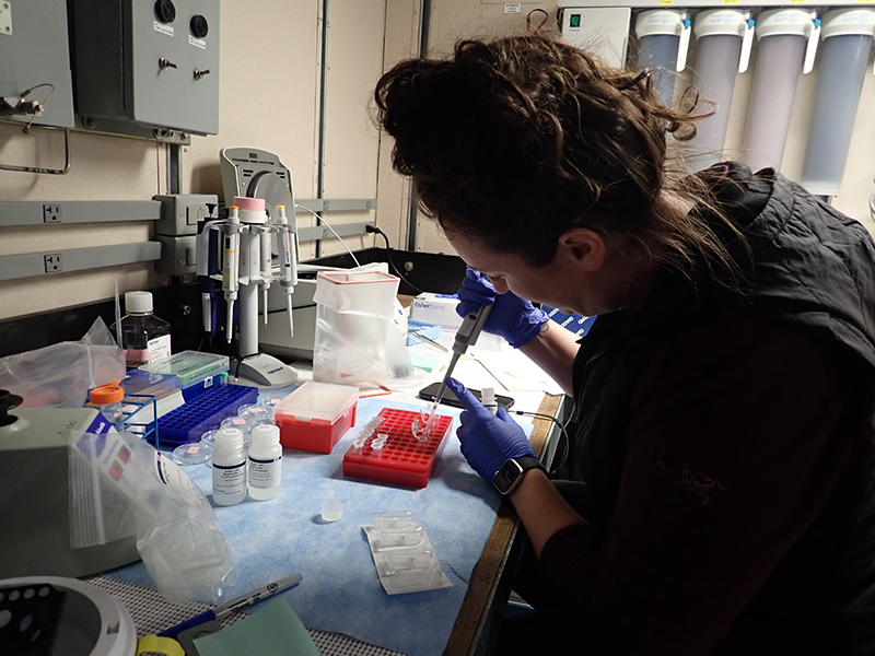 Jenn Questel working on DNA extractions of samples collected by the Multiple Opening/Closing Net and Environmental Sensing System (MOCNESS) aboard Research Vessel Sikuliaq during the Exploring Pelagic Biodiversity of the Gulf of Alaska and the Impact of Its Seamounts expedition.