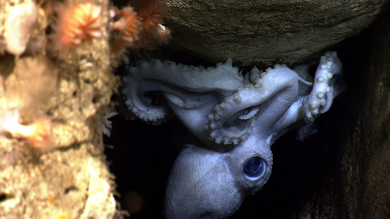 An octopus mother protects her eggs in Hendrickson Canyon. Image courtesy of NOAA Office of Ocean Exploration and Research, Our Deepwater Backyard: Exploring Atlantic Canyons and Seamounts 2014.