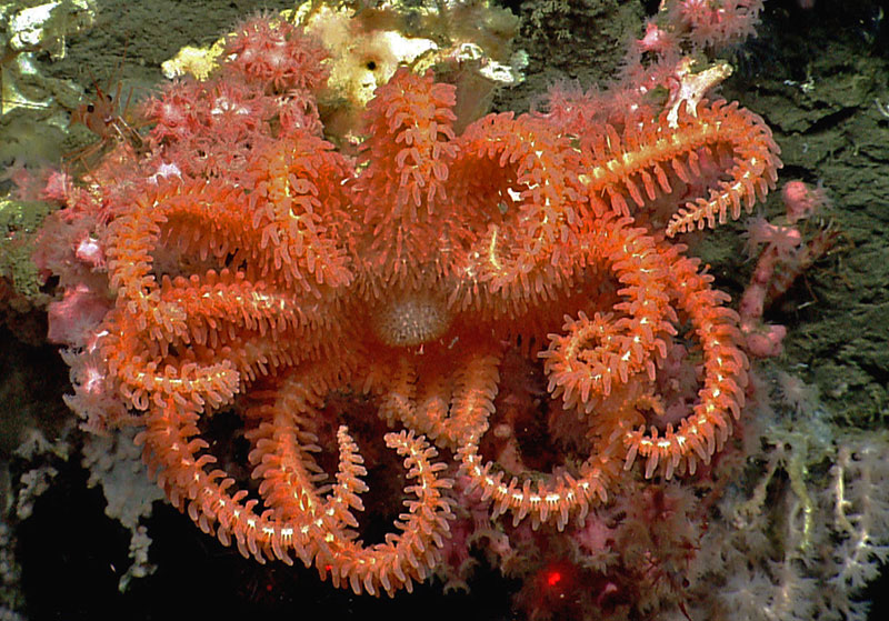 A brisingid seastar rests on a small bubblegum coral in Hydrographer Canyon. Image courtesy of NOAA Office of Ocean Exploration and Research, 2013 Northeast U.S. Canyons Expedition.