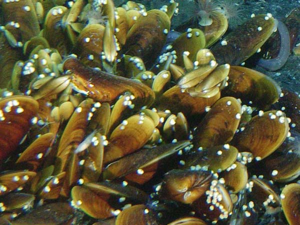 deep sea mussel bed
