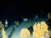 Deep sea corals (Paramurecia)