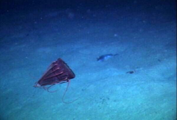a deep sea medusae (jellyfish)