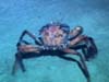 Red crab, Chayceon quinquedens