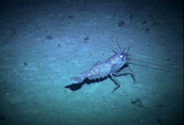 A large shrimp observed at 800 meters