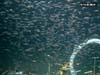 Swarm of lantern fish outside Alvin.