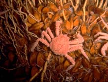 Spider crab on a deep sea mussel bed