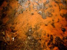 orange bacterial mat