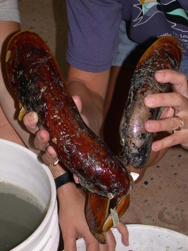 A foot-long (27 cm) chemosynthetic mussel, Bathymodiolus