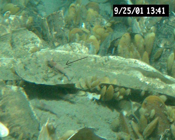 Alvinocaris shrimp