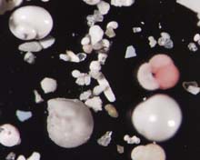 Microscopic shells in seafloor sediment collected from Blake Ridge