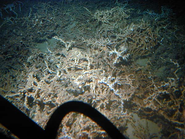 Thicket of white Lophelia coral