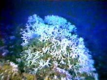 coralhead in oculina reserve