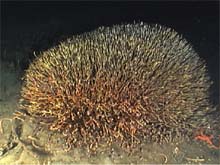 tube worm colony