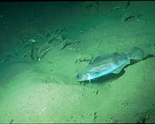 Hake, a common fish on the North Carolina Terrace