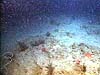Antipatharian coral