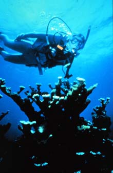 SCUBA diver near a coral reef