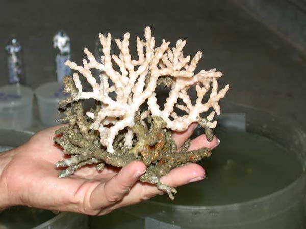 small sample of oculina coral