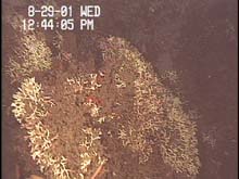 Underwater photo of oculina coral head