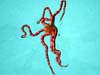 Brittle star