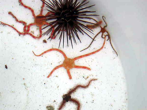 Sea Urchin and Brittle Stars