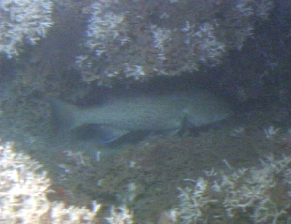 Gag grouper hiding in oculina coral