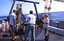 hauling a fish trap aboard