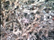 pencil urchin and red brittle stars