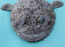 anglerfish closeup