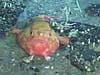 Pink frogmouth fish
