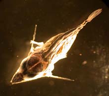 sailfish larva