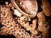 Coral fragments and  mollusc shells