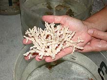 Ivory tree coral from Sebastian's Reef